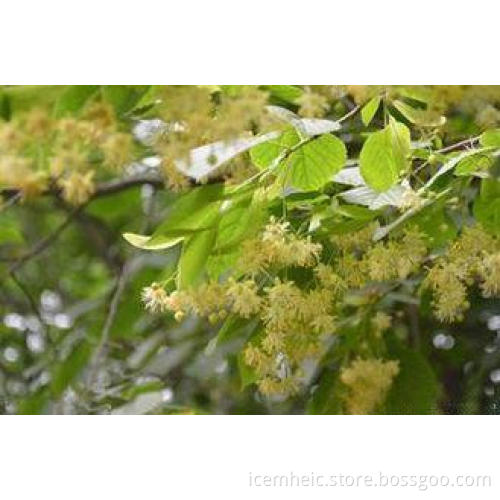 Chinese Herbal Medicines Linden Flower